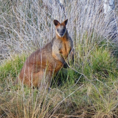 Wallabia bicolor (Swamp Wallaby) at Bundagen, NSW - 1 Jul 2020 by MB