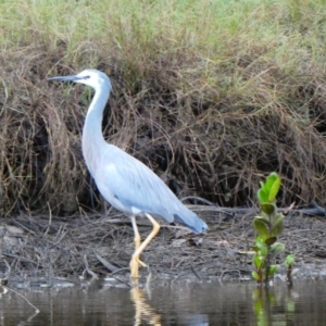 Egretta novaehollandiae at Bundagen, NSW - 1 Jul 2020 08:43 AM