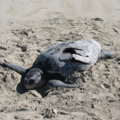 Chelonia mydas at Crowdy Head, NSW - 5 Jul 2004 by MB