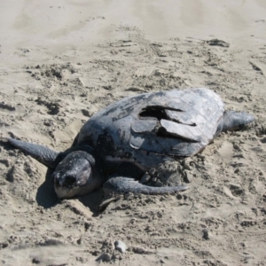 Chelonia mydas at Crowdy Head, NSW - suppressed