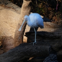 Platalea flavipes (Yellow-billed Spoonbill) at Goondiwindi, QLD - 4 Jul 2018 by MB