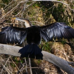 Anhinga novaehollandiae (Australasian Darter) at Goondiwindi, QLD - 4 Jul 2018 by MB