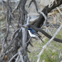 Myiagra inquieta (Restless Flycatcher) at Mungindi, NSW - 3 Jul 2018 by MB