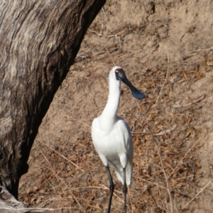 Platalea regia at North Bourke, NSW - 1 Jul 2018