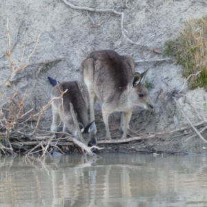 Macropus giganteus at North Bourke, NSW - 1 Jul 2018 04:03 PM