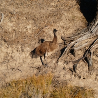 Dromaius novaehollandiae (Emu) at North Bourke, NSW - 1 Jul 2018 by MB