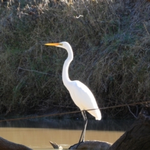 Ardea alba at Walgett, NSW - 2 Jul 2018