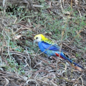 Platycercus adscitus at Walgett, NSW - 2 Jul 2018 02:55 PM