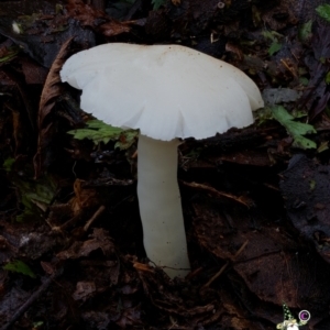 Hygrocybe sp. at Box Cutting Rainforest Walk - 15 Jun 2024