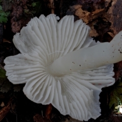 Hygrocybe sp. at Box Cutting Rainforest Walk - 15 Jun 2024