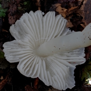 Hygrocybe sp. at Box Cutting Rainforest Walk - 15 Jun 2024