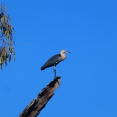 Ardea pacifica (White-necked Heron) at Walgett, NSW - 2 Jul 2018 by MB