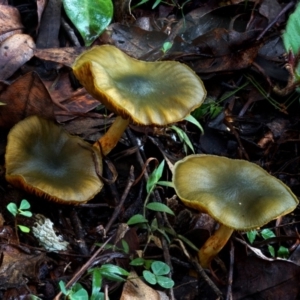 Cortinarius austrovenetus at Box Cutting Rainforest Walk - 15 Jun 2024 10:44 AM