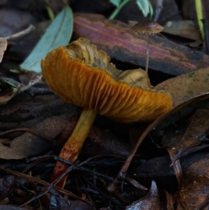 Cortinarius austrovenetus at Box Cutting Rainforest Walk - 15 Jun 2024 10:44 AM