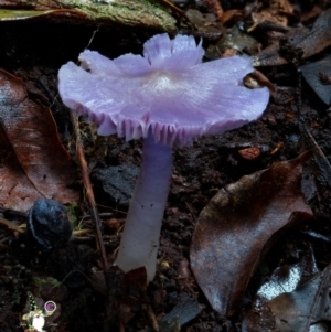 Porpolomopsis lewelliniae at Box Cutting Rainforest Walk - 15 Jun 2024