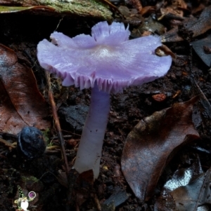 Porpolomopsis lewelliniae at Box Cutting Rainforest Walk - 15 Jun 2024 10:50 AM