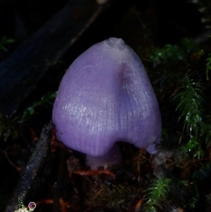 Porpolomopsis lewelliniae at Box Cutting Rainforest Walk - 15 Jun 2024