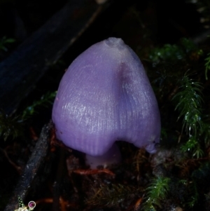 Porpolomopsis lewelliniae at Box Cutting Rainforest Walk - 15 Jun 2024 10:50 AM