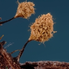 Hemitrichia clavata at Box Cutting Rainforest Walk - 15 Jun 2024 by Teresa