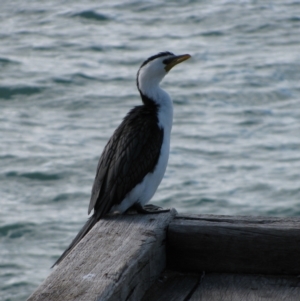 Microcarbo melanoleucos at Port Elliot, SA - 26 Jun 2012