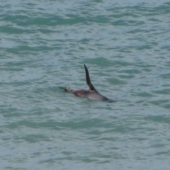 Arctocephalus forsteri (New Zealand Fur Seal) at Port Elliot, SA - 26 Jun 2012 by MB