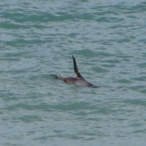 Arctocephalus forsteri at Port Elliot, SA - 26 Jun 2012