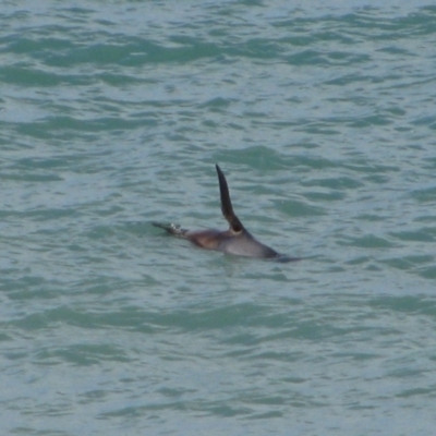 Arctocephalus forsteri (New Zealand Fur Seal) at Port Elliot, SA - 26 Jun 2012 by MB