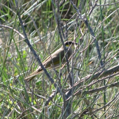 Gavicalis virescens (Singing Honeyeater) at Goolwa South, SA - 26 Jun 2012 by MB