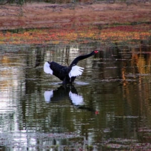 Cygnus atratus at Nyngan, NSW - 31 May 2019