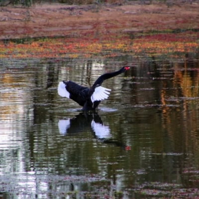 Cygnus atratus (Black Swan) at Nyngan, NSW - 31 May 2019 by MB