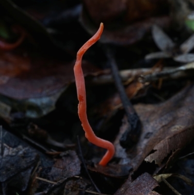 Clavulinopsis sulcata (A club fungi) at Kianga, NSW - 15 Jun 2024 by Teresa