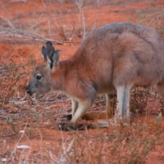 Osphranter robustus robustus (Eastern Wallaroo) at Living Desert State Park - 3 Jun 2019 by MB