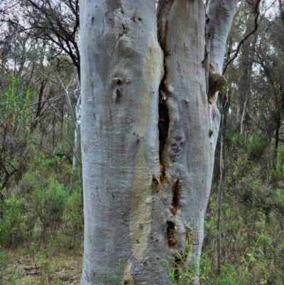 Eucalyptus rossii (Inland Scribbly Gum) at Mount Majura - 15 Jun 2024 by EcolCara37