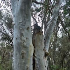 Eucalyptus rossii at Mount Majura - 15 Jun 2024 11:05 AM