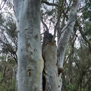 Eucalyptus rossii at Mount Majura - 15 Jun 2024 11:05 AM