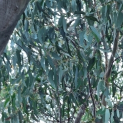 Eucalyptus rossii at Mount Majura - 15 Jun 2024 11:05 AM