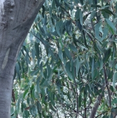 Eucalyptus rossii at Mount Majura - 15 Jun 2024 11:05 AM