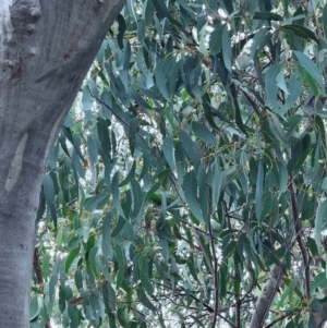 Eucalyptus rossii at Mount Majura - 15 Jun 2024 11:05 AM