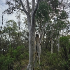 Eucalyptus rossii at Mount Majura - 15 Jun 2024