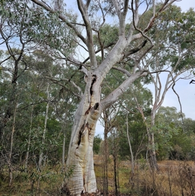 Eucalyptus rossii (Inland Scribbly Gum) at Mount Ainslie - 15 Jun 2024 by EcolCara37