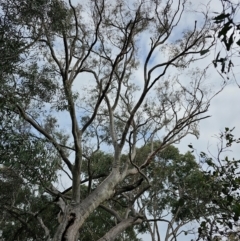 Eucalyptus rossii at Mount Ainslie - 15 Jun 2024 10:21 AM