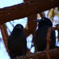 Corvus coronoides (Australian Raven) at Ikara-Flinders Ranges National Park - 5 Jun 2019 by MB