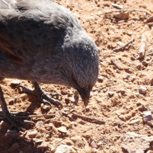 Struthidea cinerea at Ikara-Flinders Ranges National Park - 6 Jun 2019