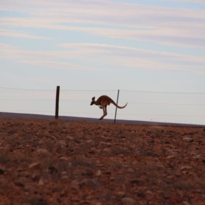 Osphranter rufus (Red Kangaroo) at Coober Pedy, SA - 11 Jun 2019 by MB