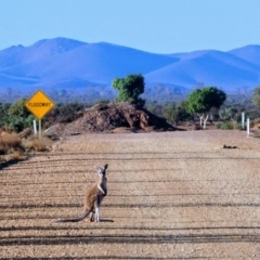 Osphranter rufus (Red Kangaroo) at Hawker, SA - 27 Mar 2019 by MB