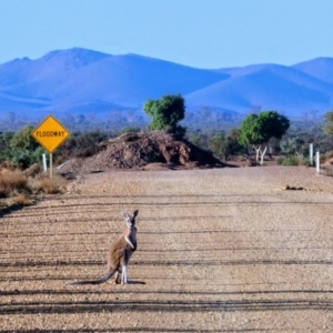 Osphranter rufus at Hawker, SA - 27 Mar 2019