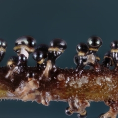 Unidentified Slime Mould (Myxomycetes) at Bodalla State Forest - 15 Jun 2024 by Teresa