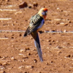 Platycercus elegans adelaidae/subadelaidae (Crimson Rosella (Adelaide)) at Quorn, SA - 28 Mar 2019 by MB