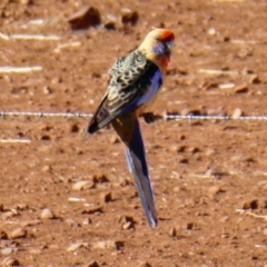 Platycercus elegans adelaidae/subadelaidae (Crimson Rosella (Adelaide)) at Quorn, SA - 27 Mar 2019 by MB