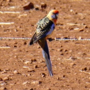 Platycercus elegans adelaidae/subadelaidae at Quorn, SA - 28 Mar 2019 10:06 AM